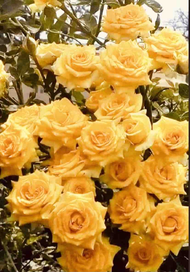 Yellow Roses