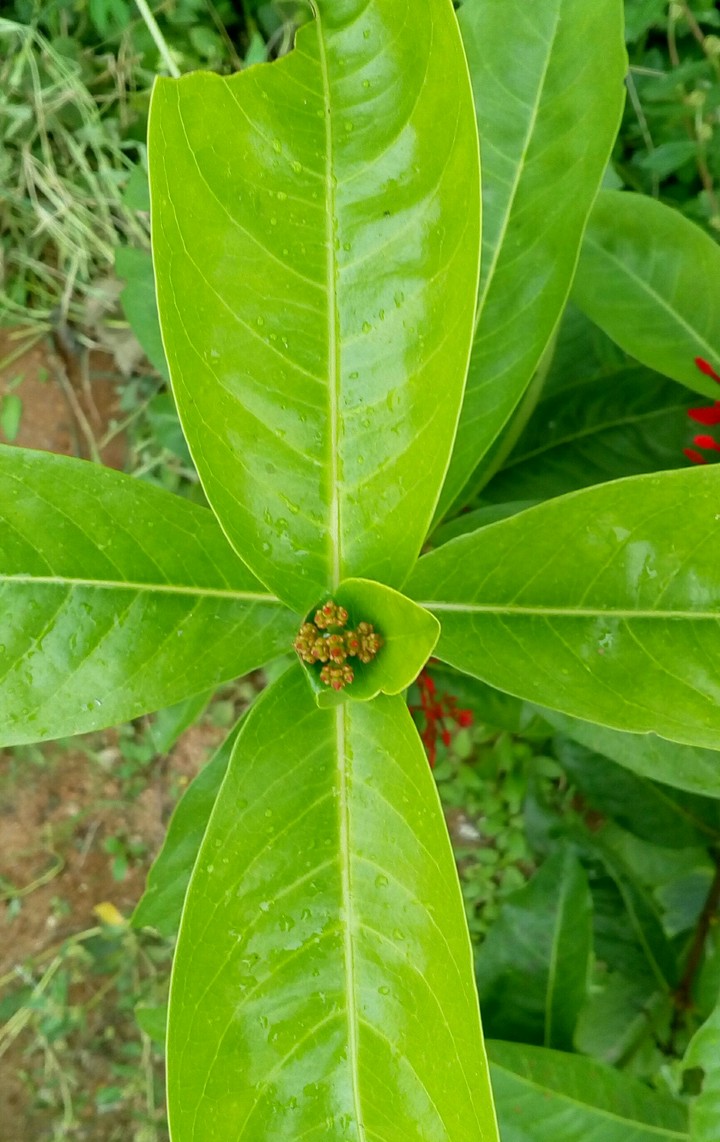 Greeny