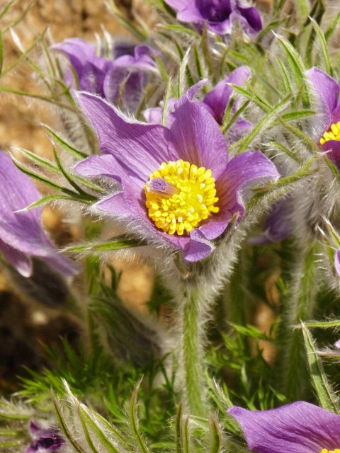 tapety Pasqueflower, petal