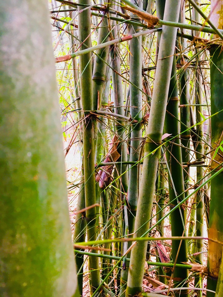 bamboo