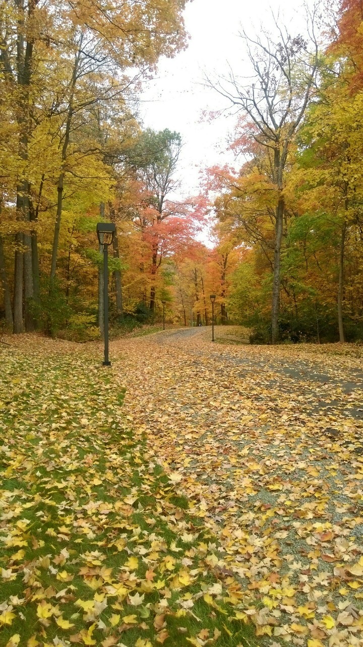 fall colors