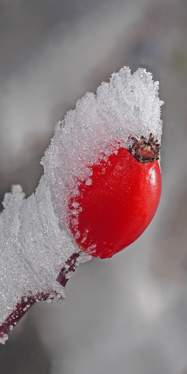 Sour cherry