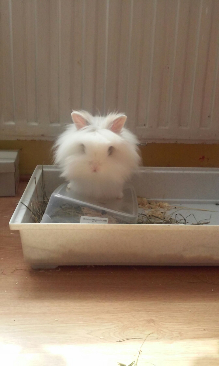 Rabbit