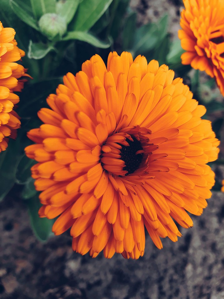 orange ?