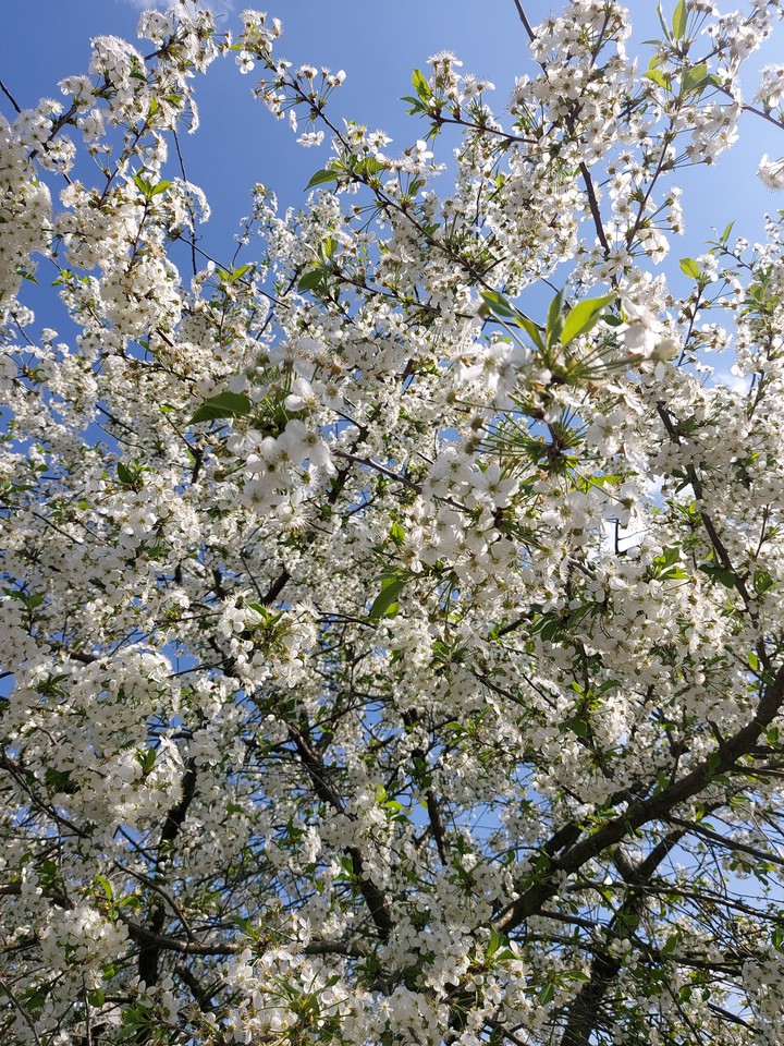 spring