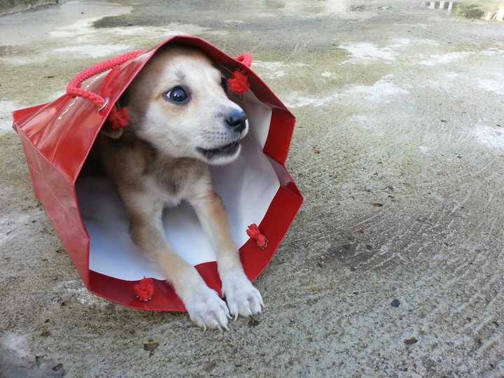 Pet