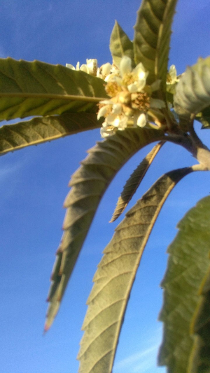 plant