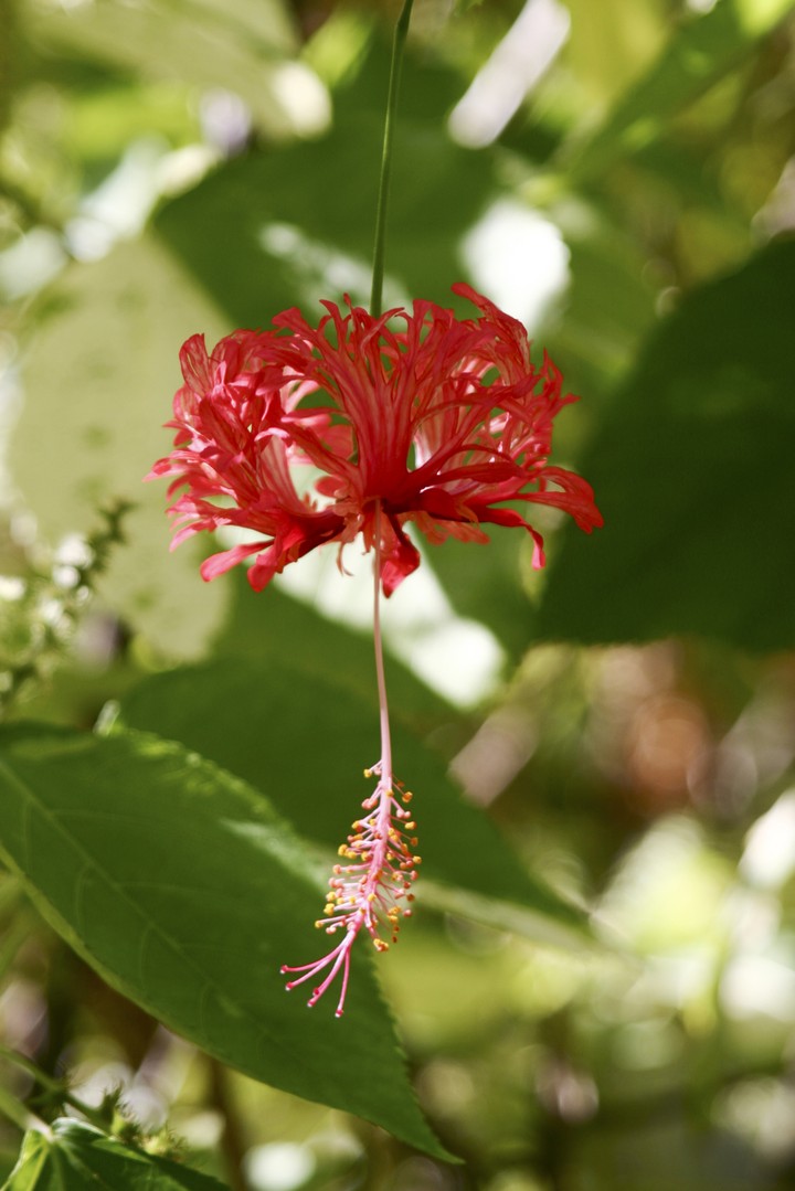 Plant