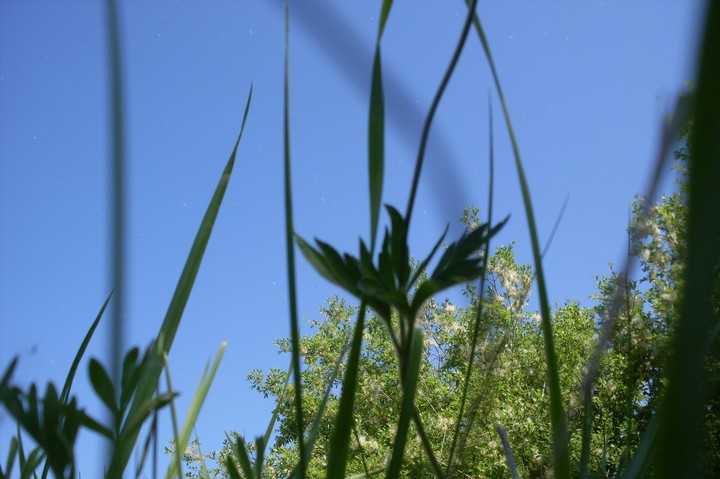 grass, tree & sky