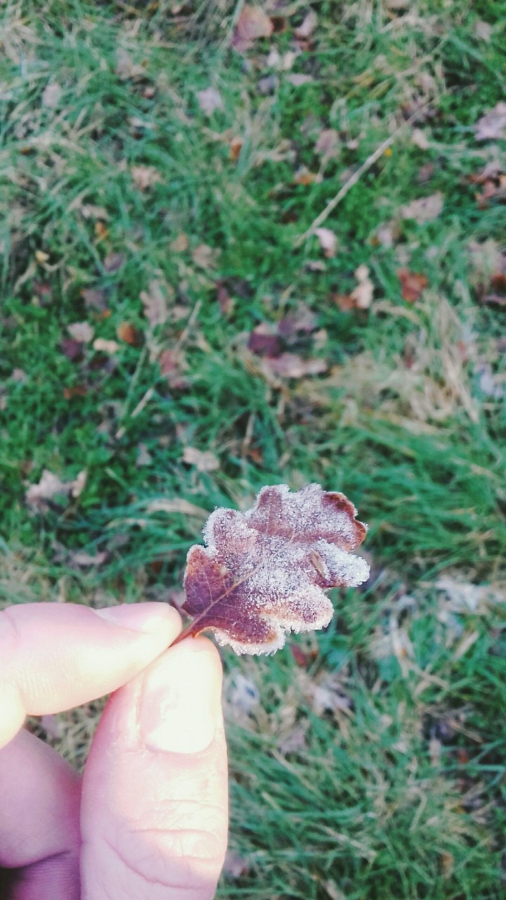 frozen leaf
