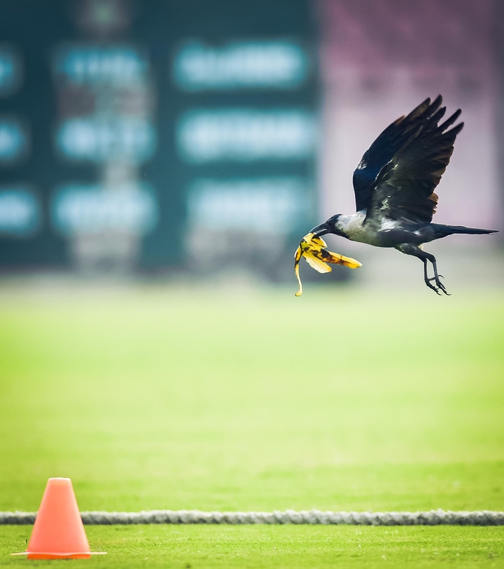 Beautiful Image in Cricket Ground