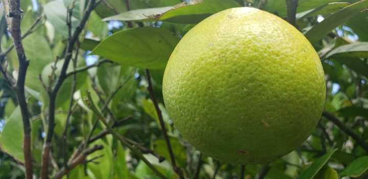 Laranja