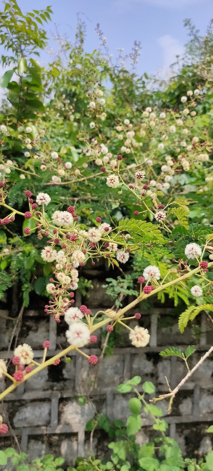 natural flowers