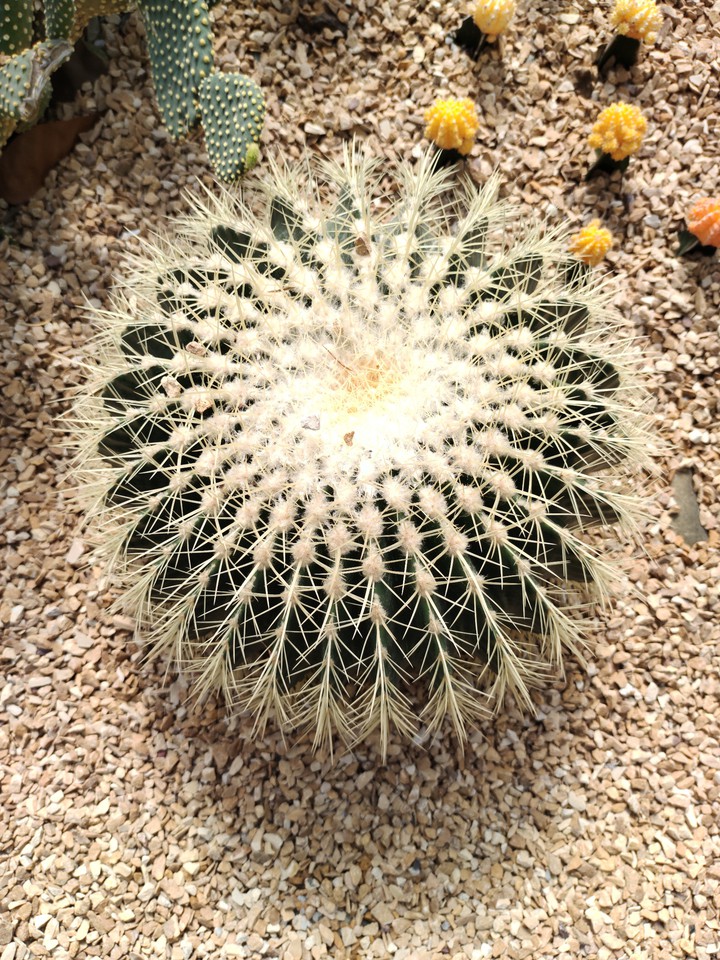 cactus