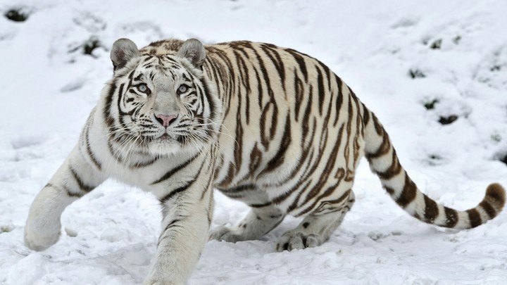 White Tiger