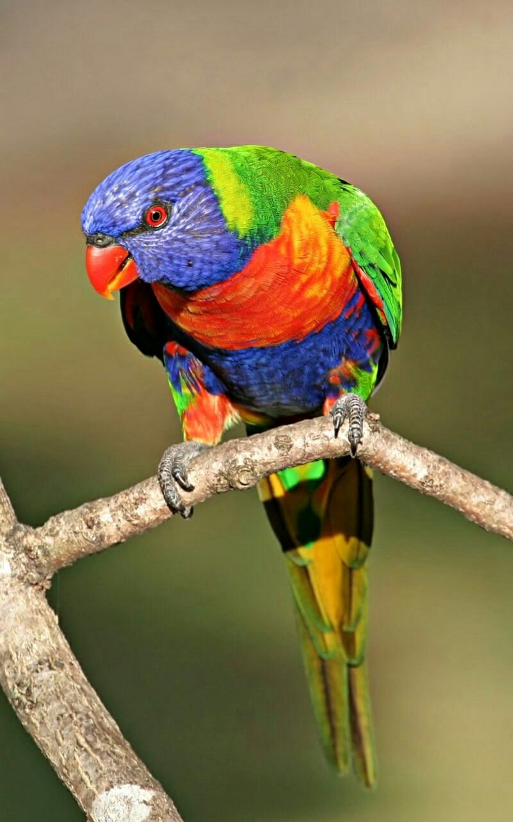 mester of colors 