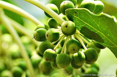 food, fig वॉलपेपर