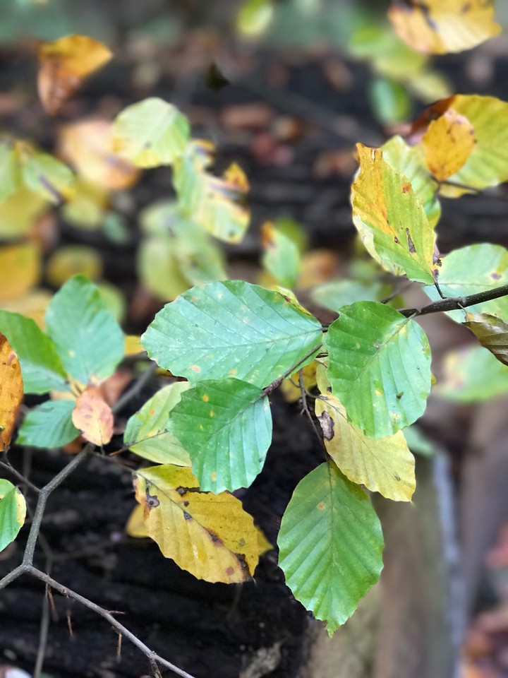 Wald, Blätter, Porträt, Herbst