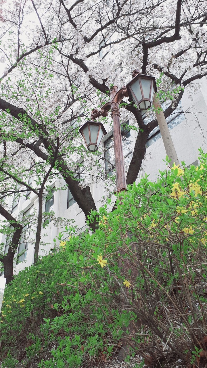 Spring