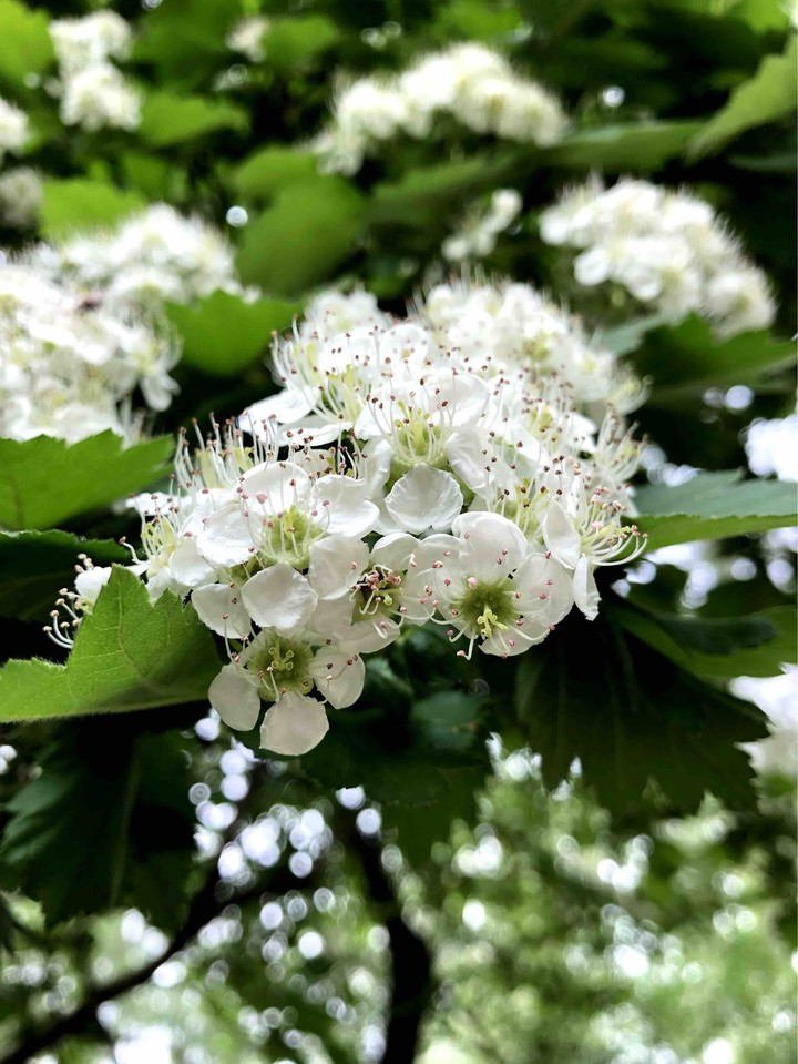 весна