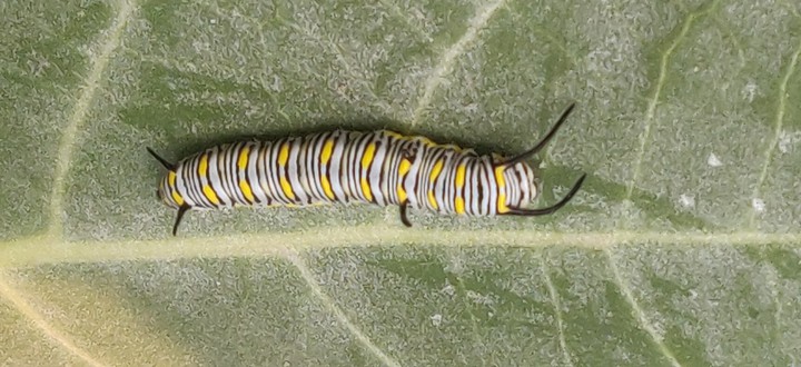 caterpillar