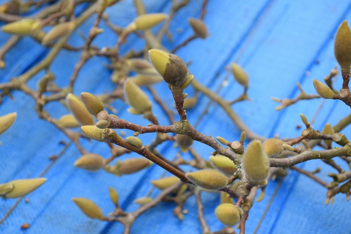 Spring