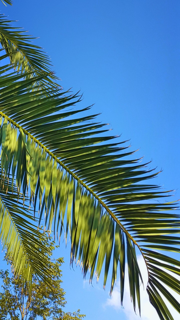 Leaf