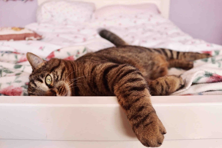 cat