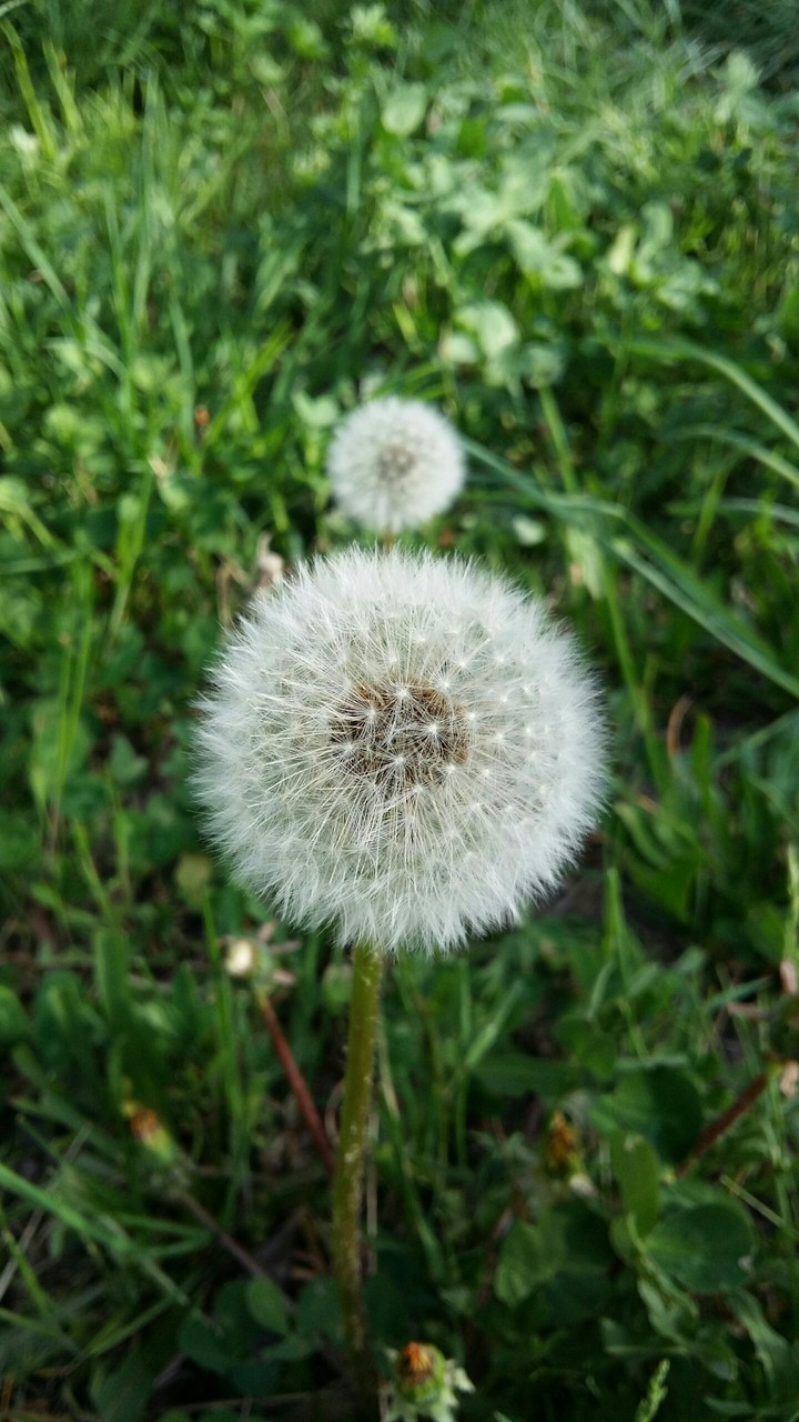 dandelion