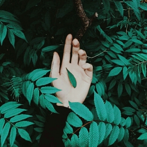 Leaf