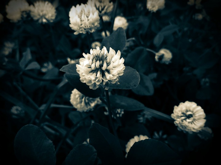 Clover.