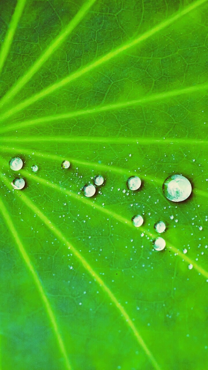 green leaf