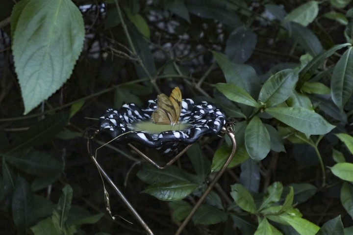 Butterfly Near Water