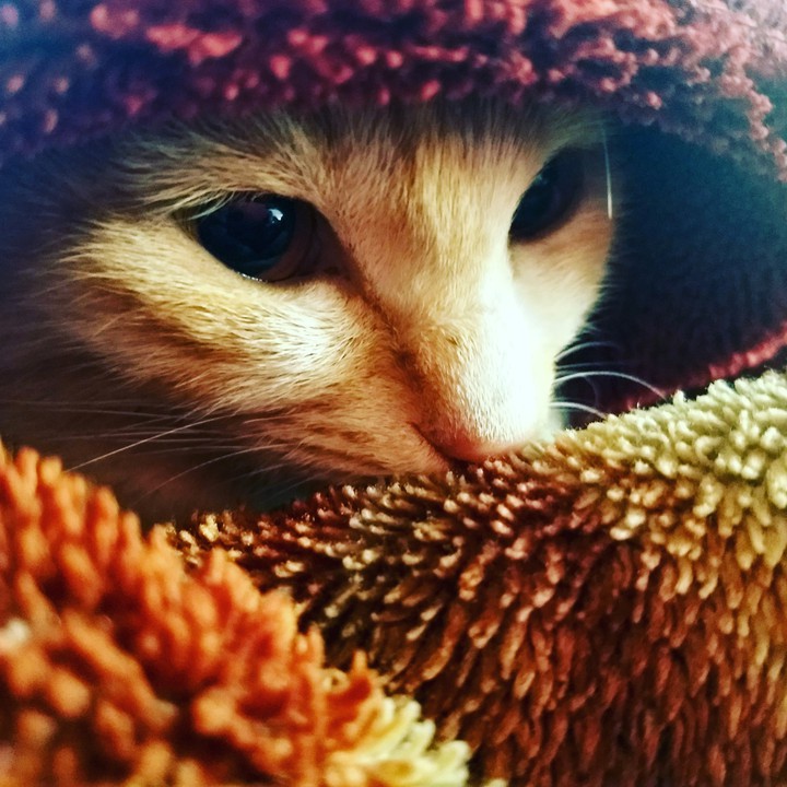 Cat-Appa ?