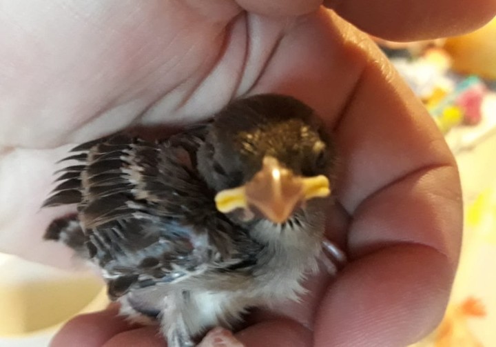 Vogelbaby