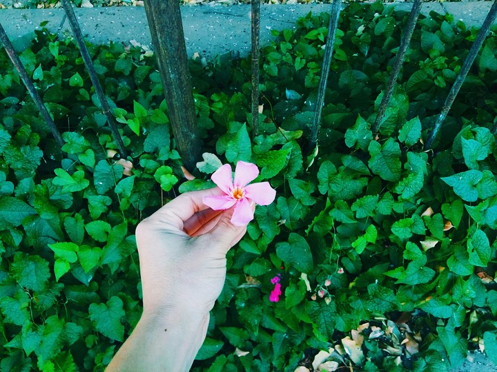 Flor