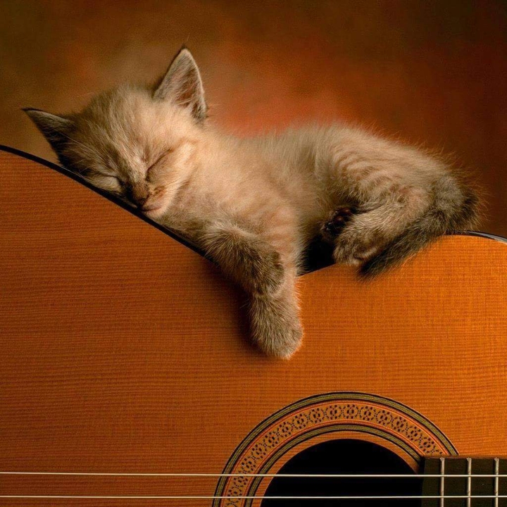 cat asleep on the guitar