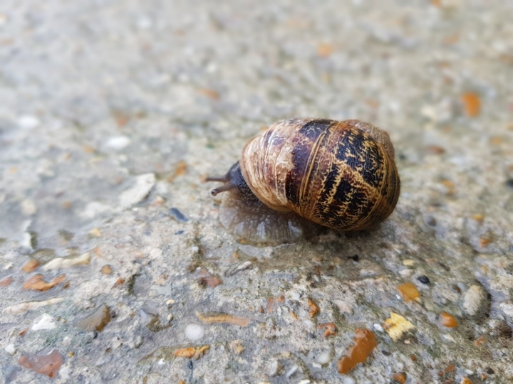달팽이 Snail