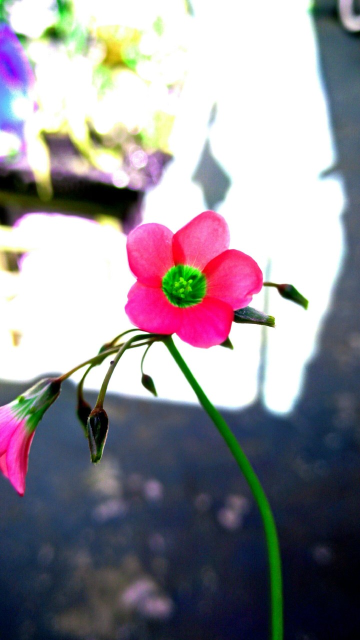 Flower
