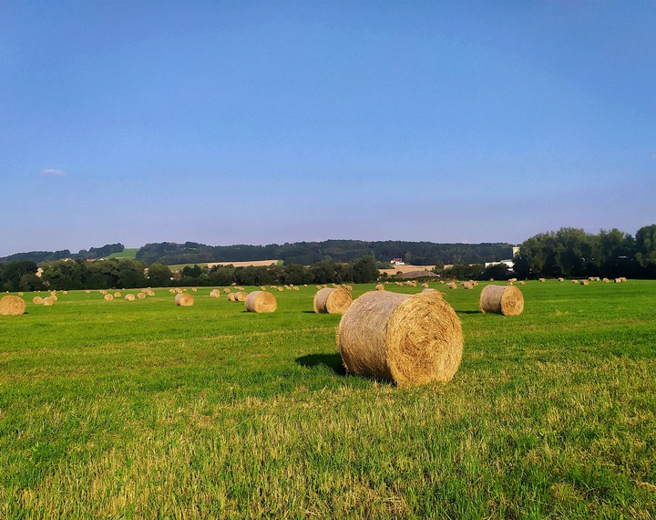 summer field