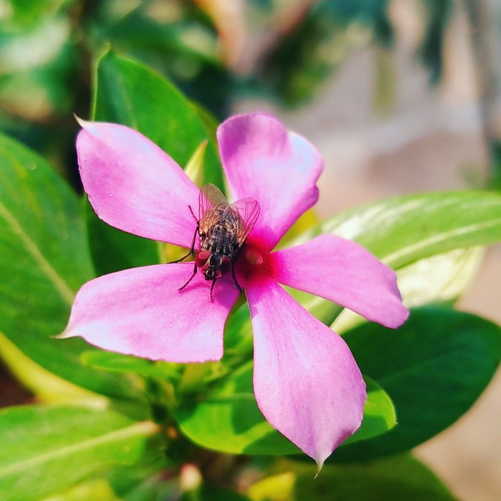 Fly on flower