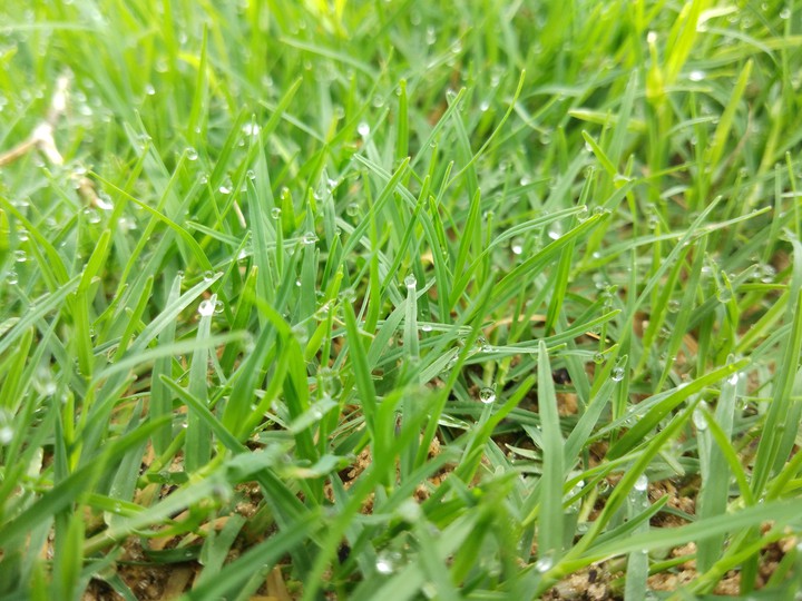 grass
