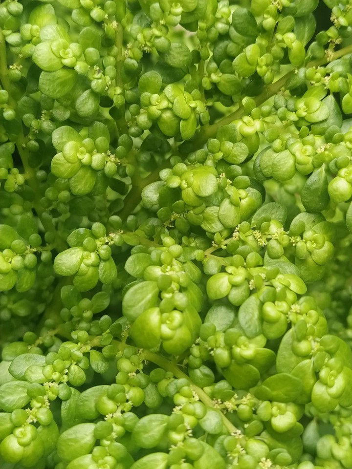 Green ??