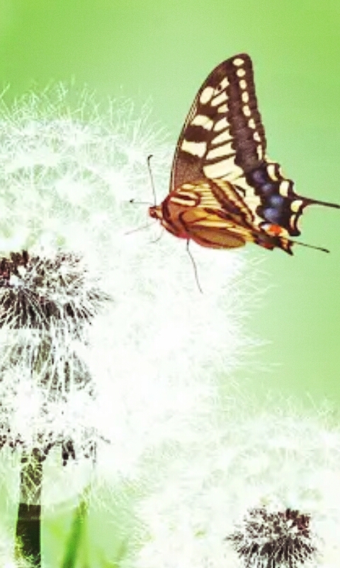 mariposa
