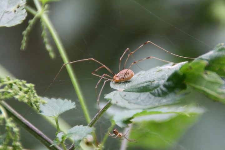 spider