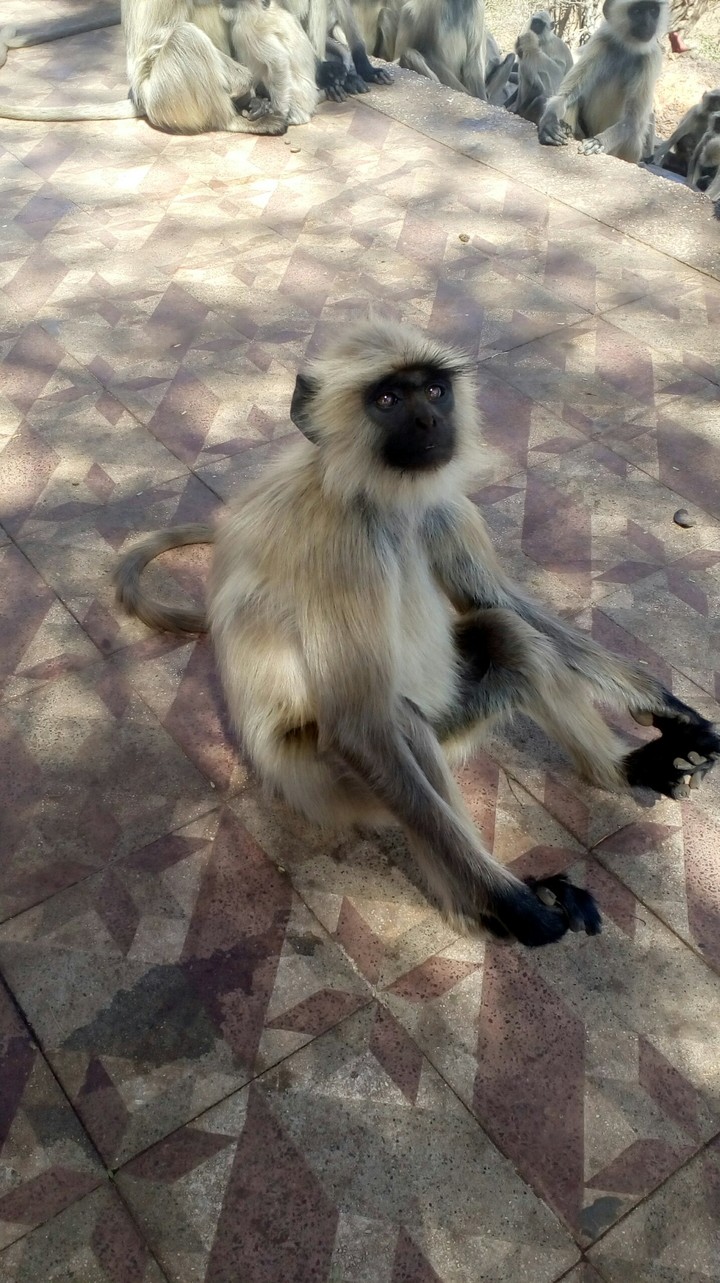monkey