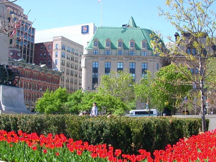Tulips in Ottawa