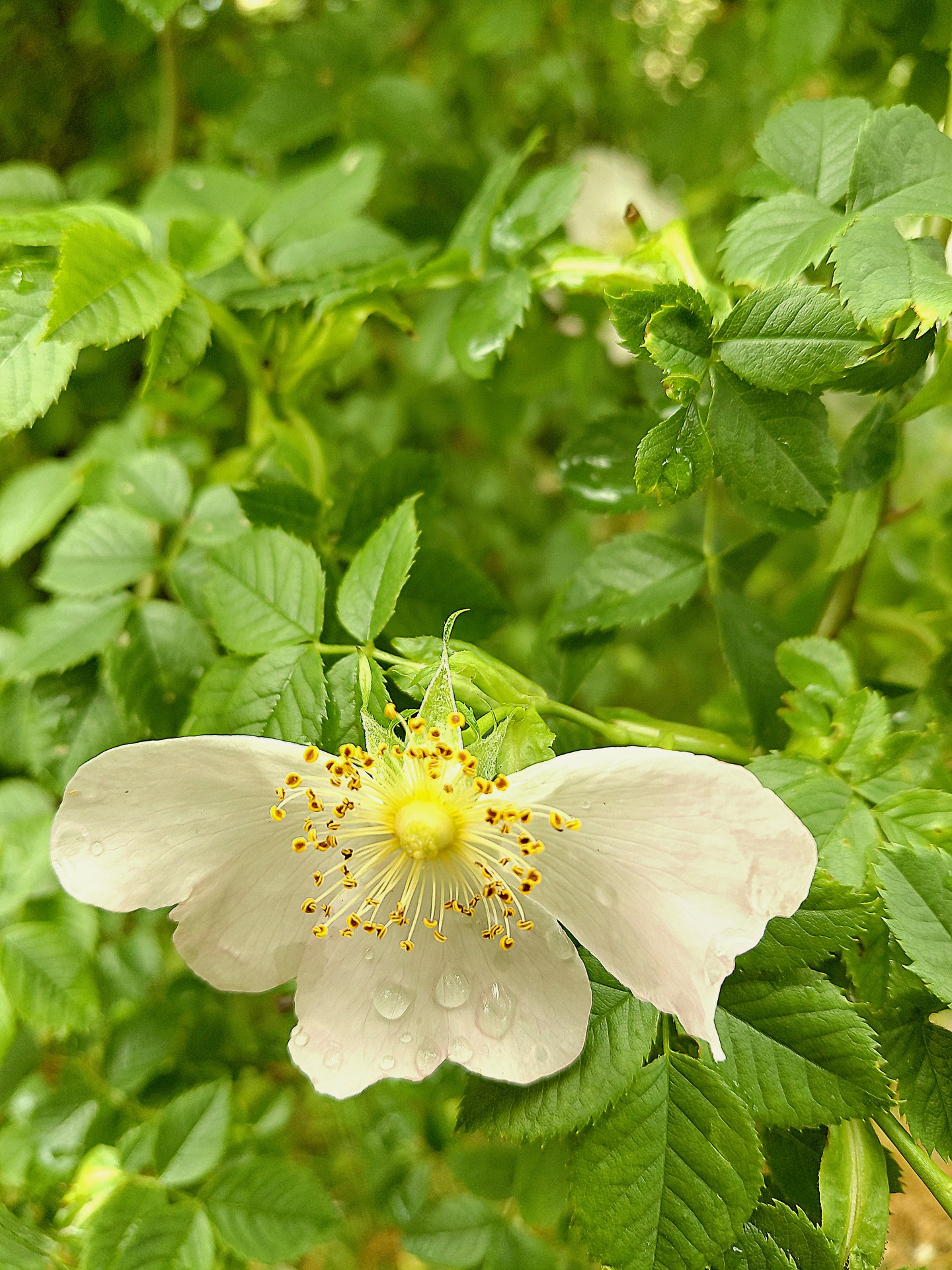 Flower, Petal, Plants