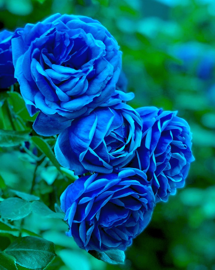 Blue