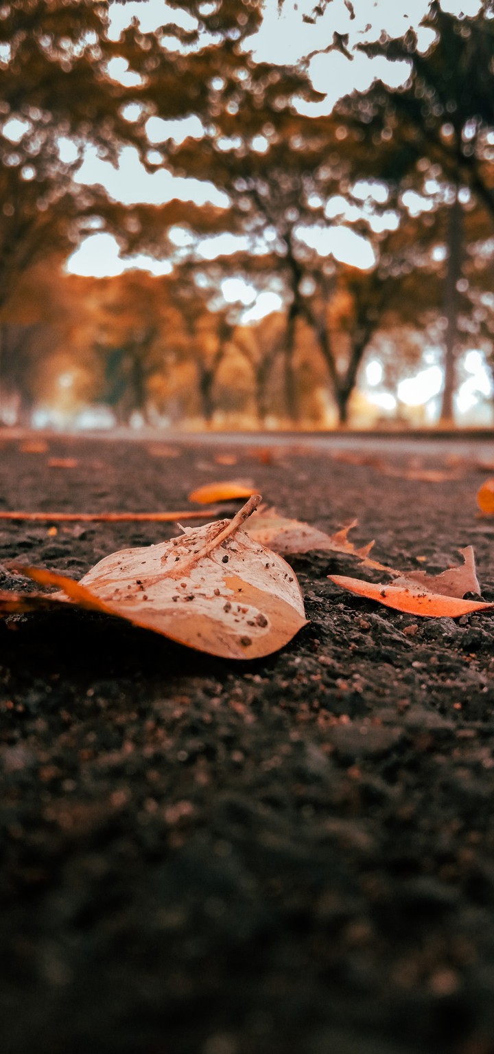 Leaf